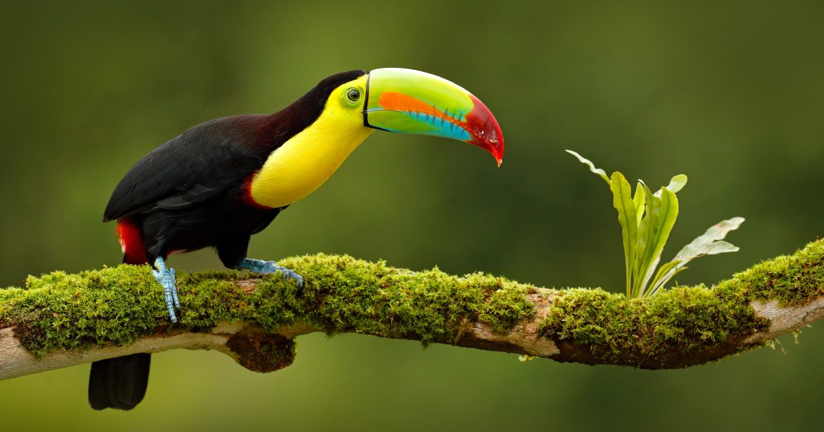 Toucans are among the typical birds of Costa Rica.
