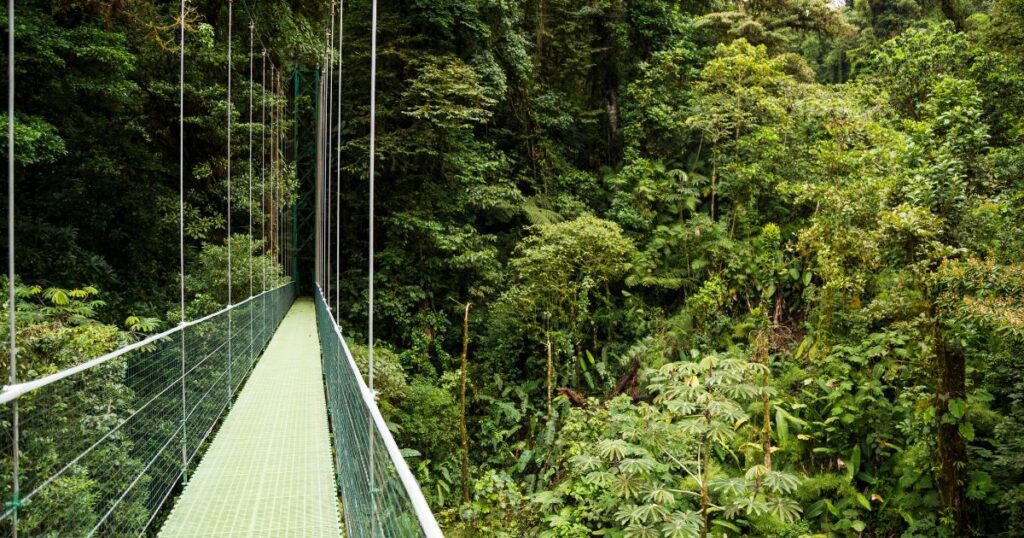 bosque de costa rica