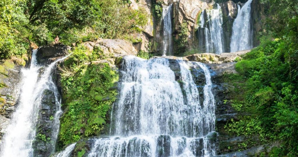 costa rica forest