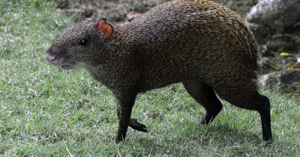 Agouti