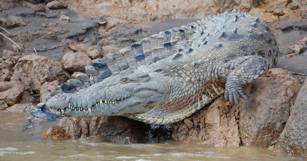 American Crocodile