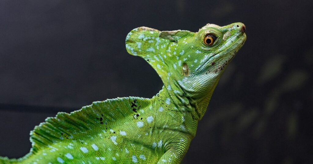 Basilisk Lizard