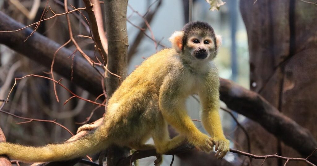 Central American Squirrel Monkey