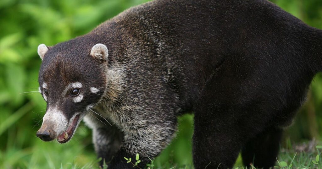 Coati