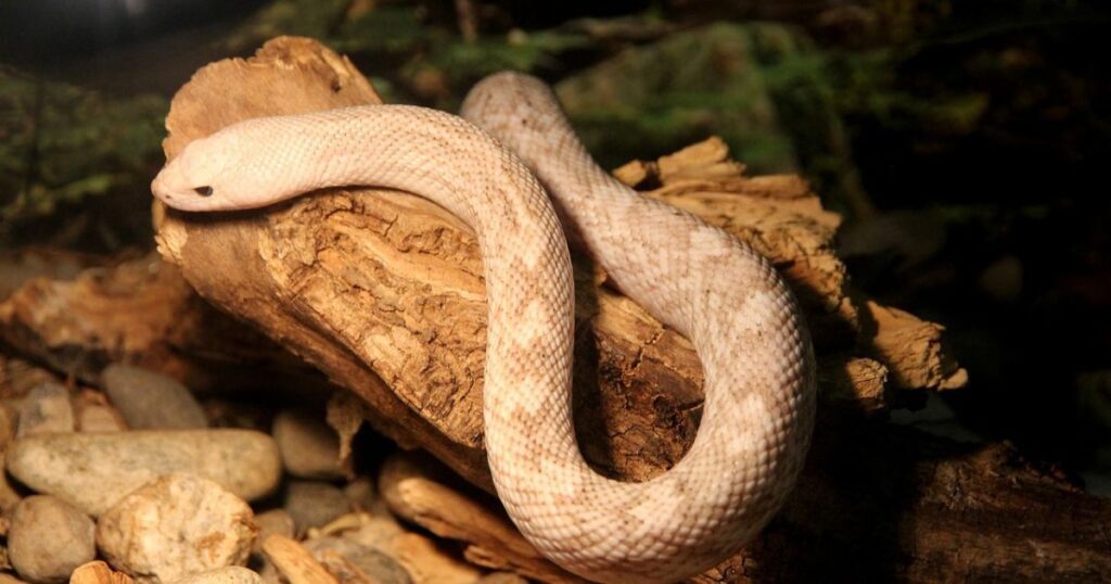 Costa Rican Pine Snake