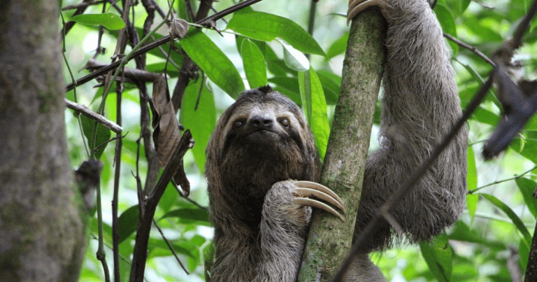 Discovering Costa Rica Animals