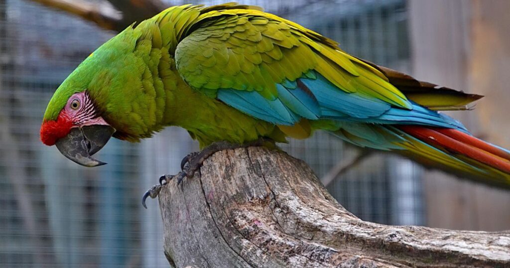 Great Green Macaw