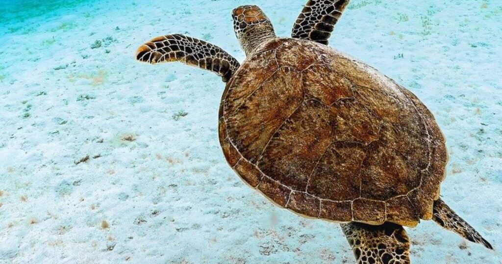 Green Sea Turtle