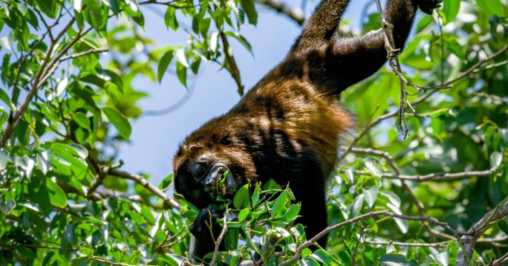 Howler Monkey