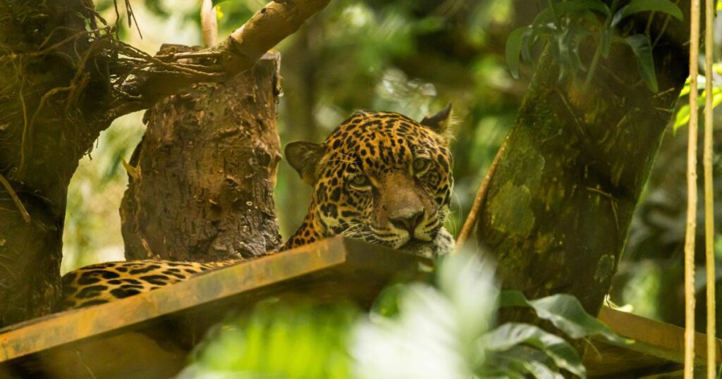 Jaguar