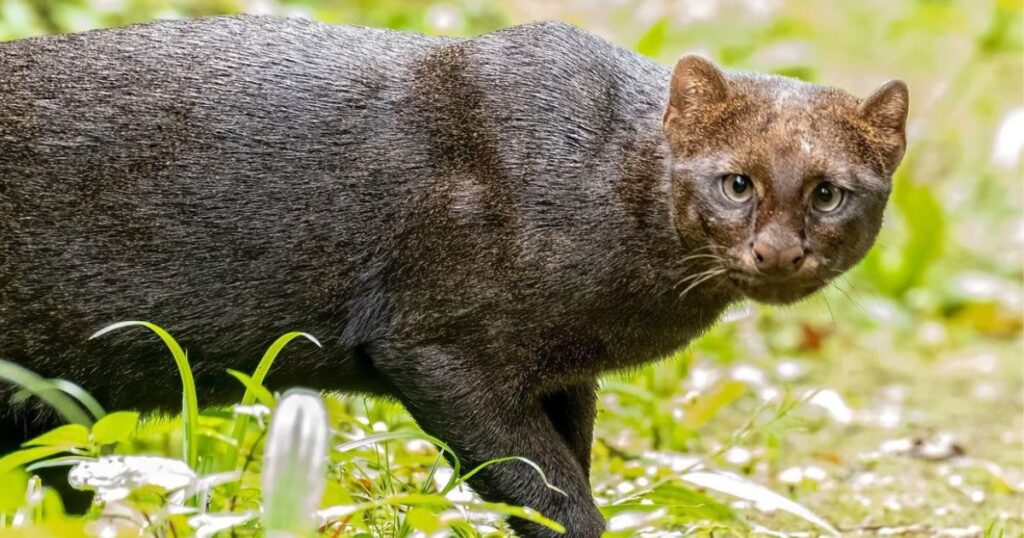 Jaguarundi