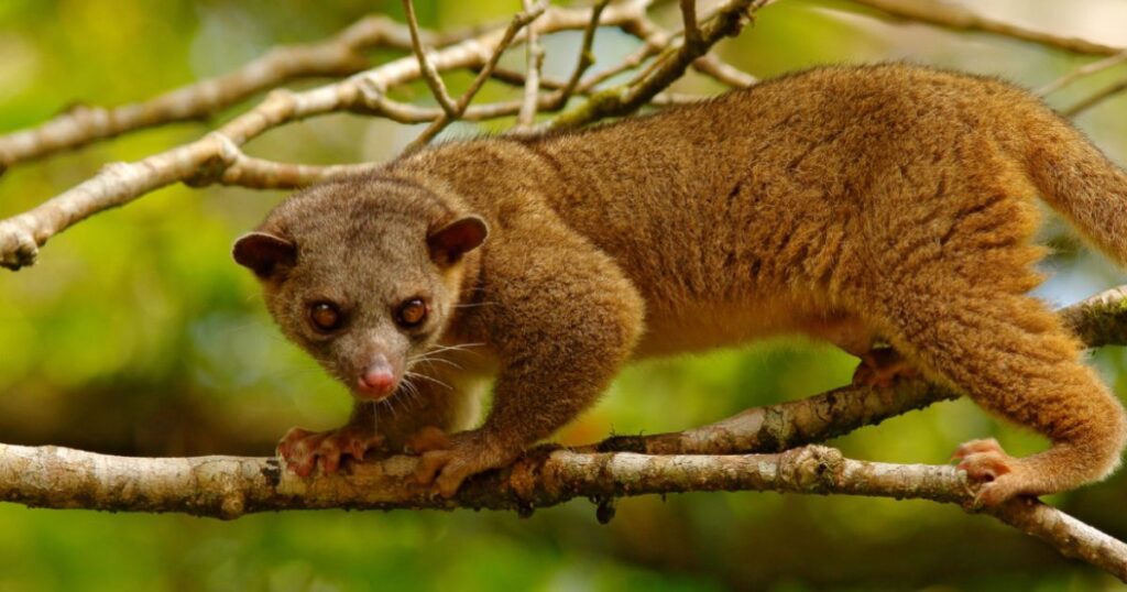 Kinkajou