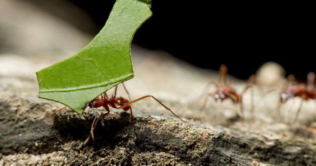 Leafcutter Ants