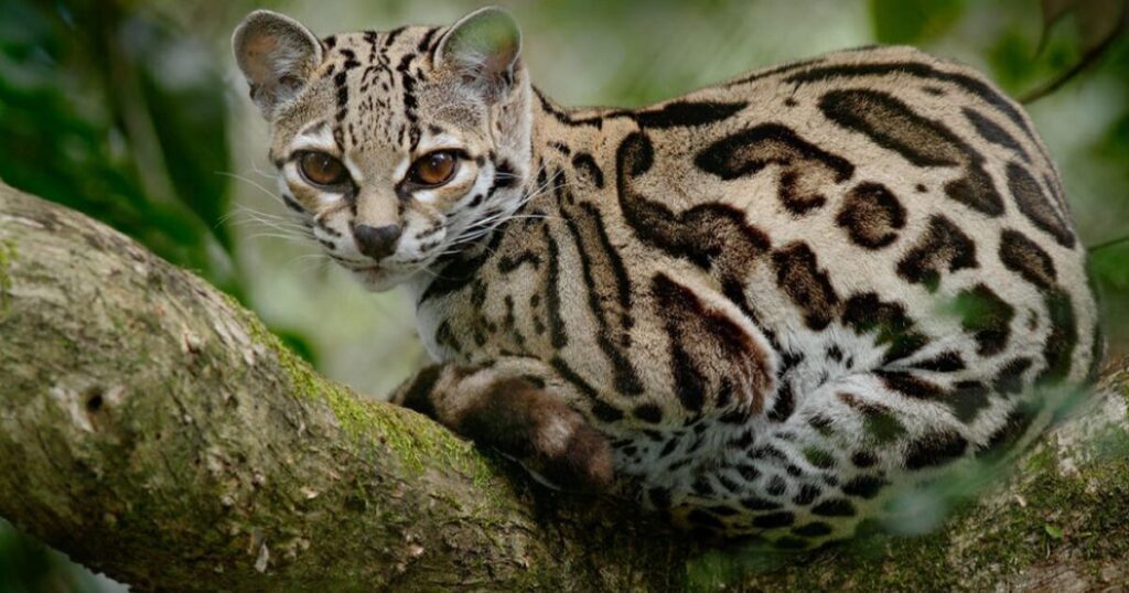 Ocelot