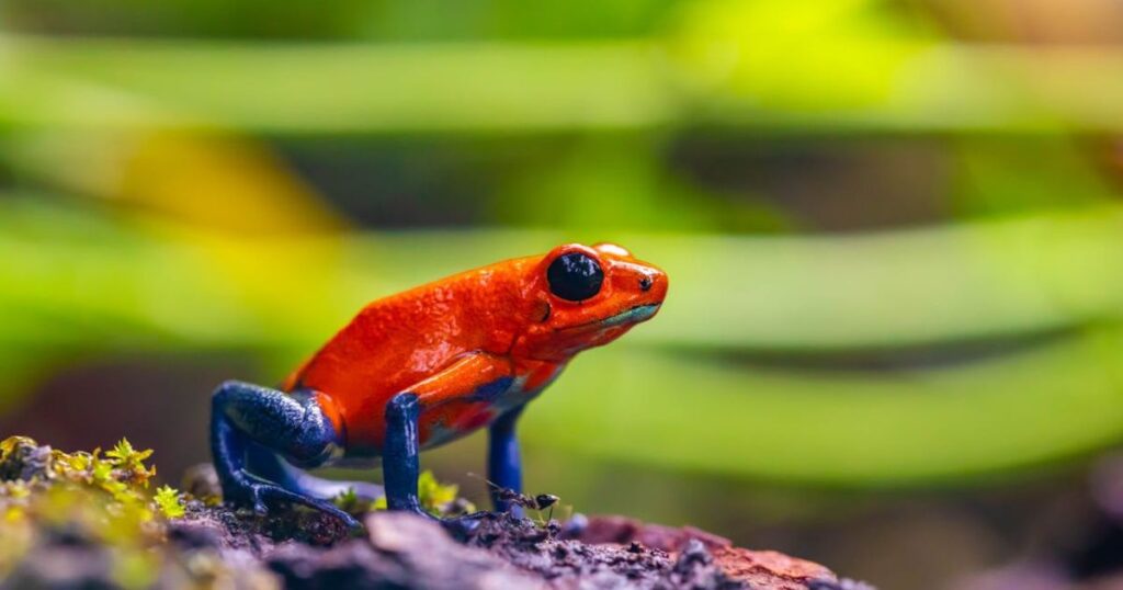 Poison Dart Frog