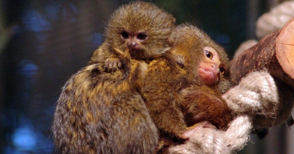 Pygmy Marmoset