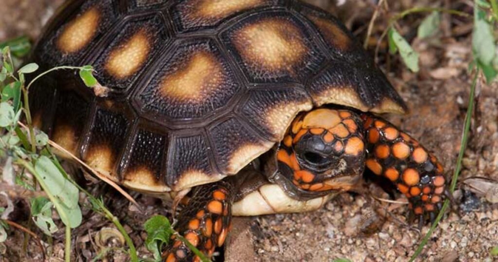 Red-Footed Tortoise