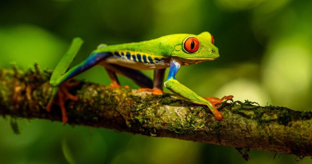 Red-eyed Tree Frog