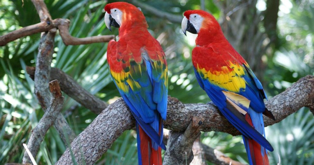 Scarlet Macaw