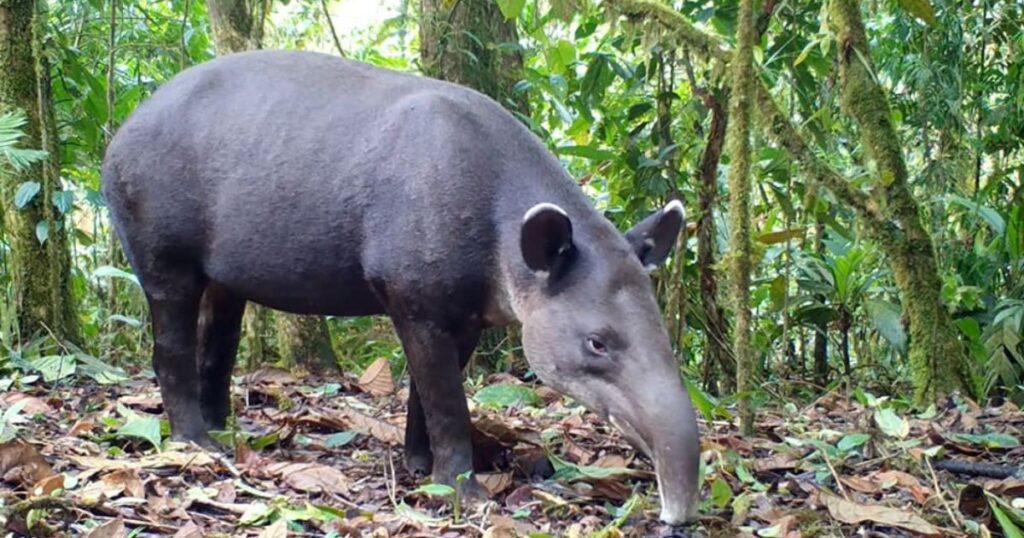 Tapir