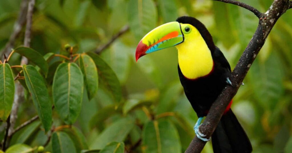 Toucan