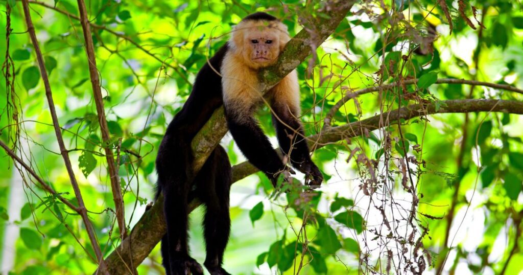 White-faced Capuchin Monkey