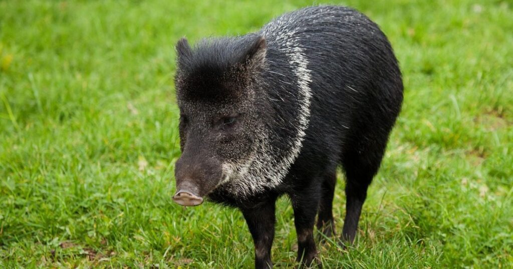 White-lipped Peccary