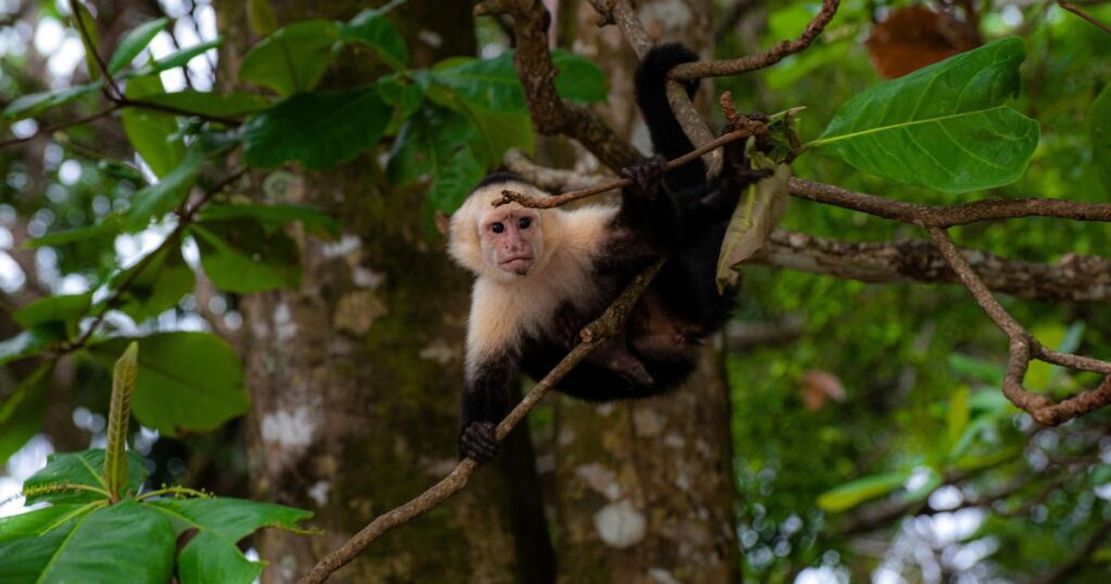 wildlife watching in costa rica