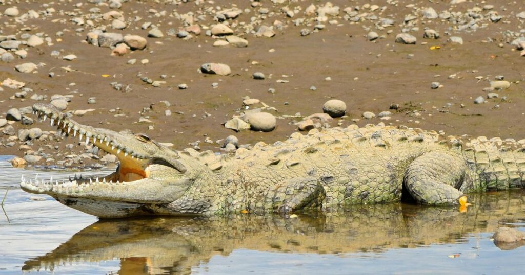 crocodile bridge experience