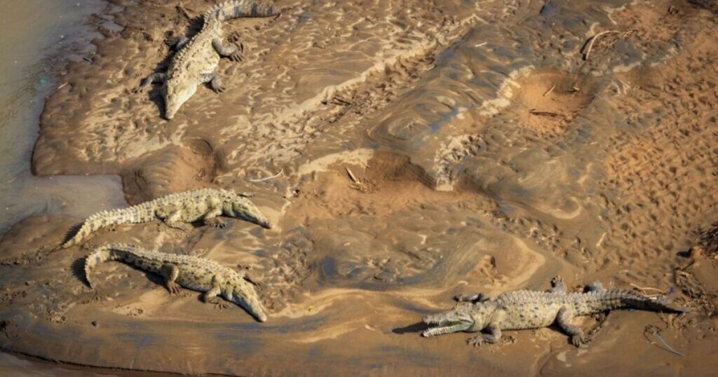 crocodile bridge in costa rica