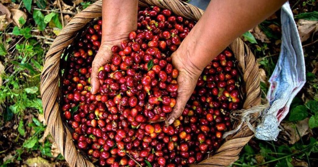 curubande costa rica coffee tour