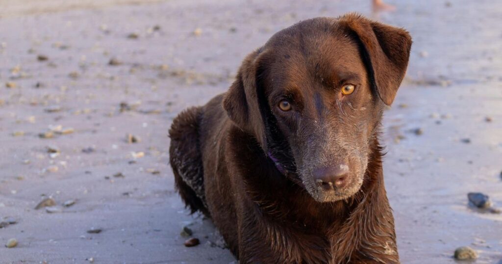 dog in costa rica