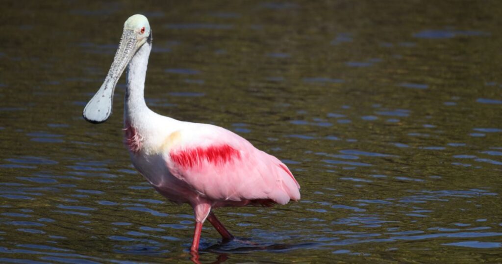 roseate spoonbill in crocodile bridge in costa rica