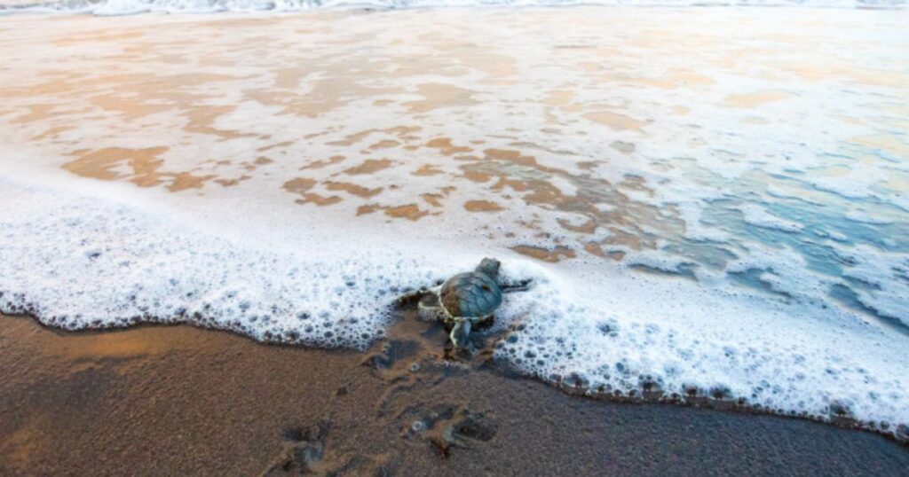 tortuguero national park