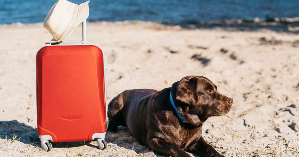 travel to costa rica with a dog