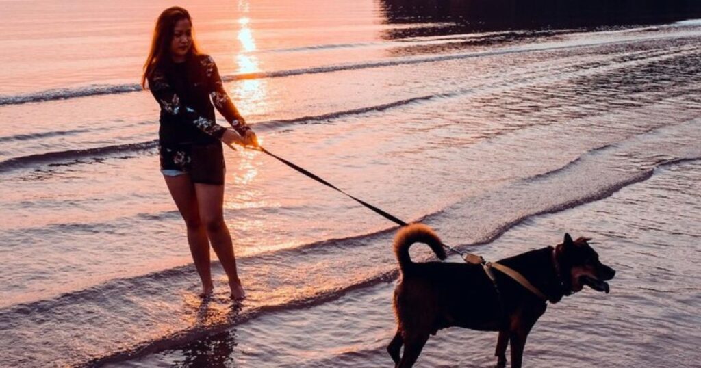 travel to costa rica with your dog
