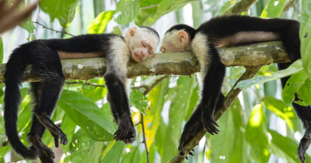 wildlife watching costa rica curubande