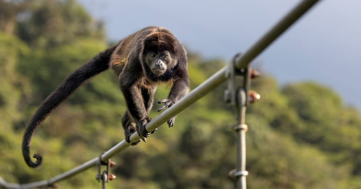 monkeys in costa rica