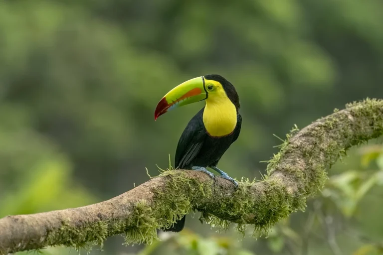 Costa Rica is recognized as the best nature destination in the world by Forbes
